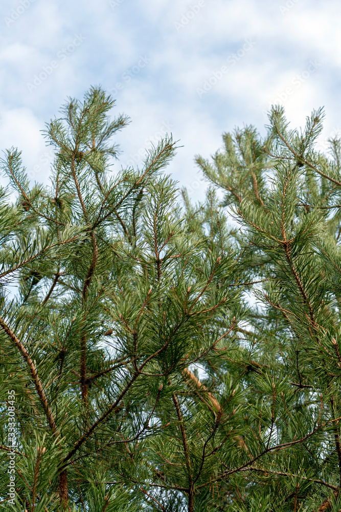 Obraz premium Pine branches against the blue sky