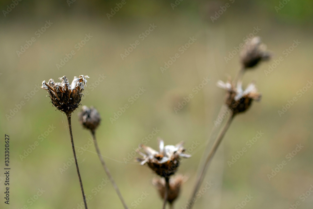 Small dry flower on an autumn meadow Small dry flower on an autumn meadow