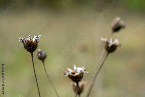 Small dry flower on an autumn meadow © skovalsky