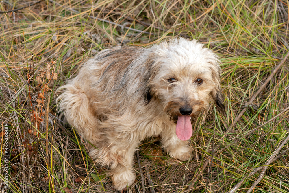 Small white dog playing in the autumn grass Small white dog playing in the autumn grass
