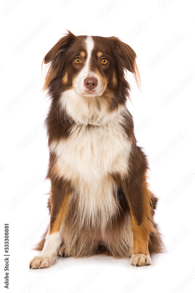 Australian shepherd dog sitting isolated on white background