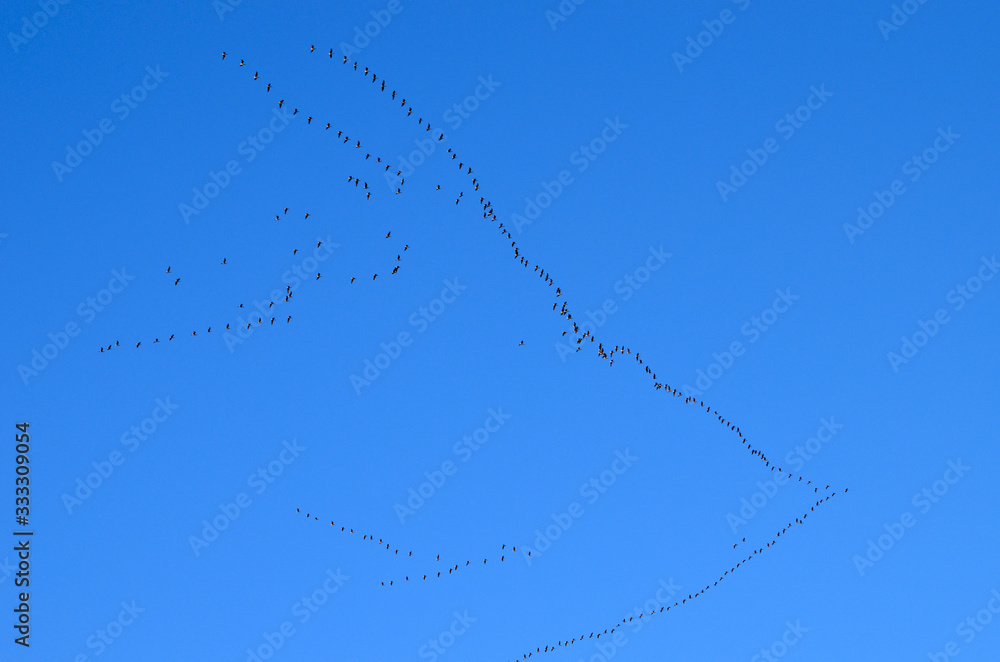 Group of swans flying in blue sky in spring,photo