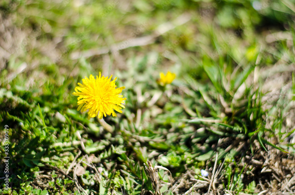 Yellow dandelion flower in the green grass. Yellow dandelion flower in the green grass.