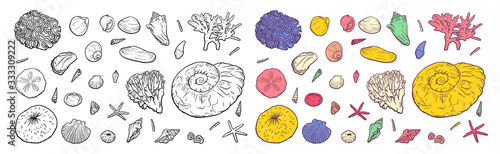Hand draw Set sea shells stars corals and pearls different shapes. Clamshells starfishes polyps outline sketch illustration isolated on white background for design marine tourist cards logos