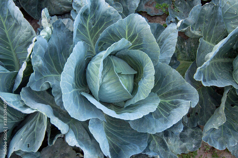 White cabbage is a biennial vegetable crop, belongs to the cruciferous family White cabbage is a biennial vegetable crop, belongs to the cruciferous family