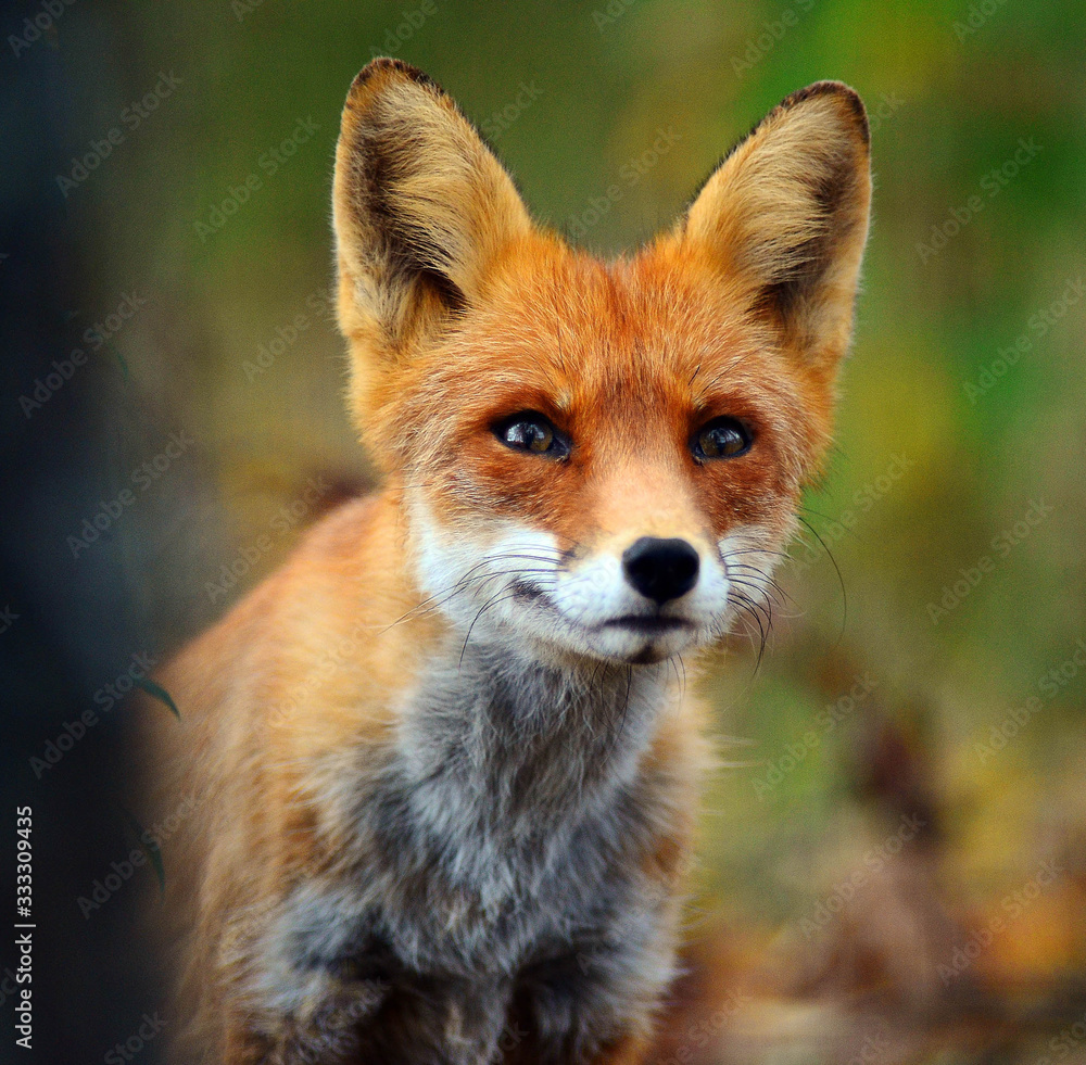 Fototapeta premium Portret lisa rudego (Vulpes vulpes)