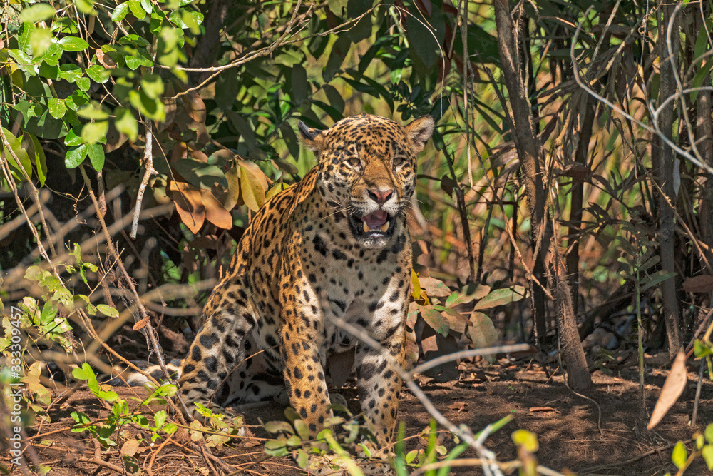 Jaguar Roaring in the Jungle