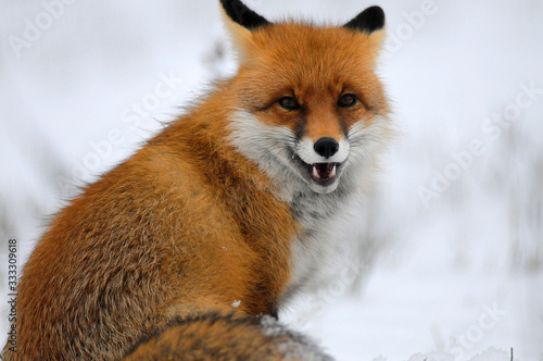 Portrait of Red fox (Vulpes vulpes)  in winter © adventure
