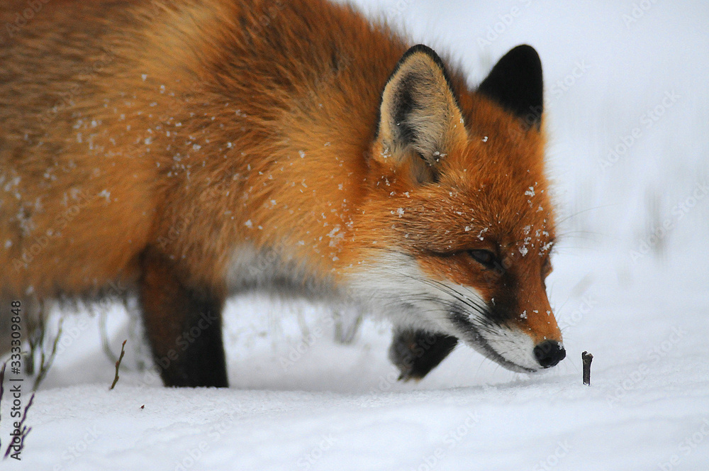 Obraz premium Portrait of Red fox (Vulpes vulpes) in winter