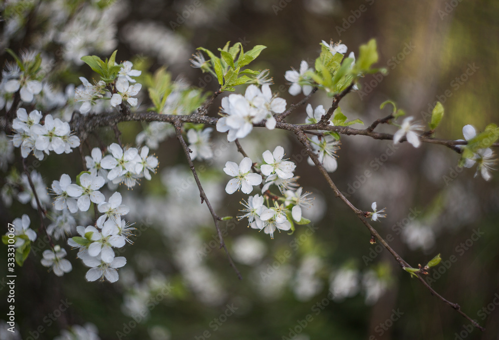 blooming cherry tree blooming cherry tree