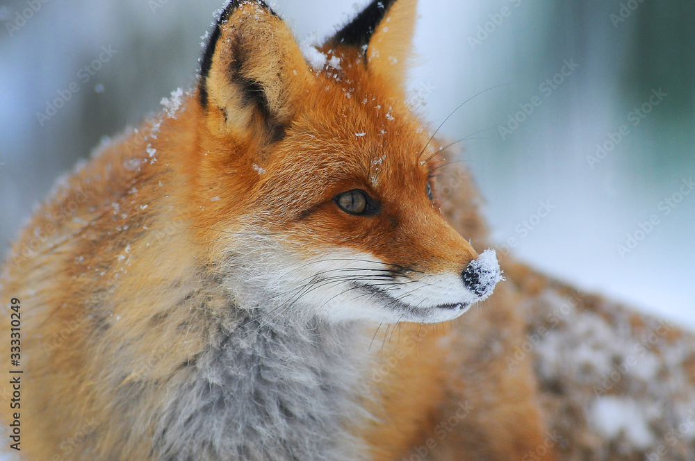 Portrait of Red fox (Vulpes vulpes) in winter Portrait of Red fox (Vulpes vulpes) in winter