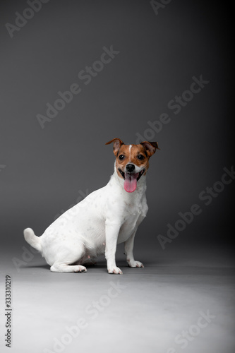 Beautiful dog Jack Russell Terrier on the backgrounds