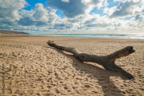 Beach scene. Washed up driftwood on an empty sand beach. Beautiful cloudy sky background, California Coastline