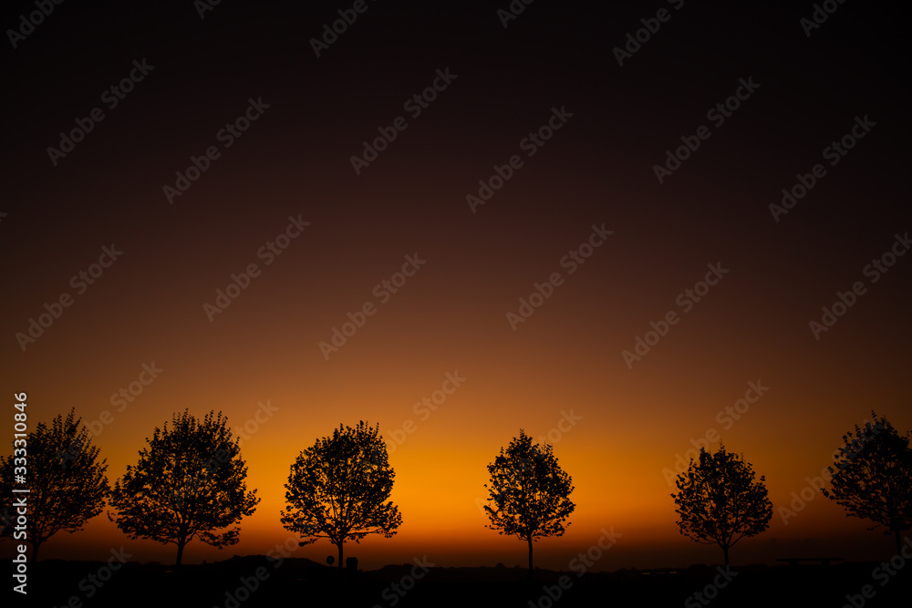 tree at sunset