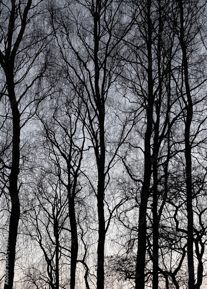 trees in fog black white