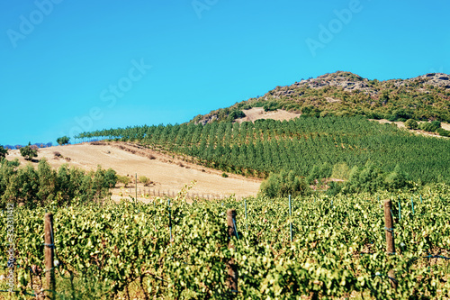 Vineyards in Perdaxious Carbonia Iglesias Sardinia photo