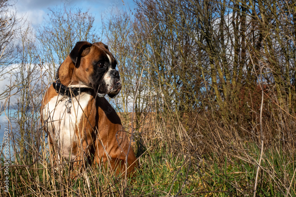 chien boxer végétation herbe haute chien boxer végétation herbe haute