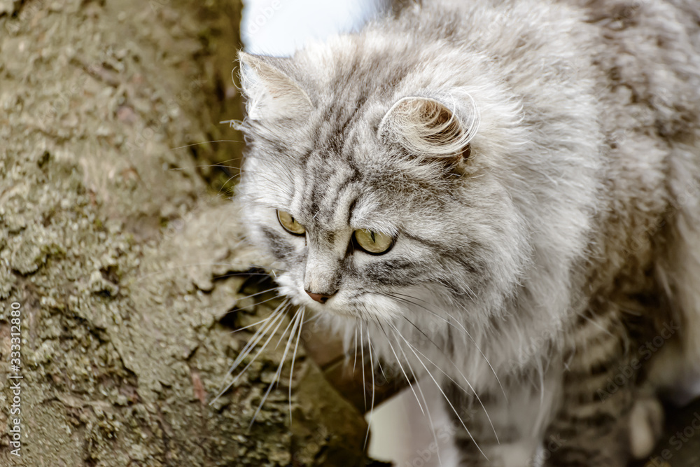 Norwegische graue Waldkatze auf der Jagt Norwegische graue Waldkatze auf der Jagt