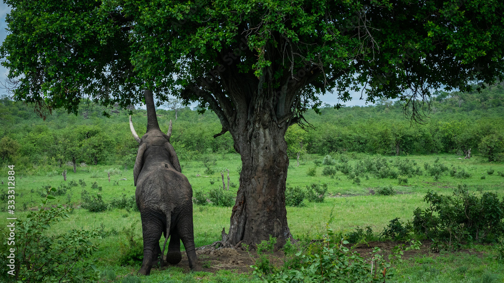 Fototapeta premium Reach