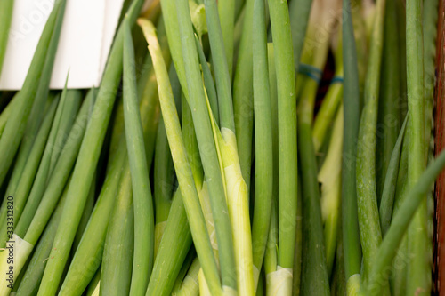 A closeup of several bunches of green onions, on display at a local farmers market.