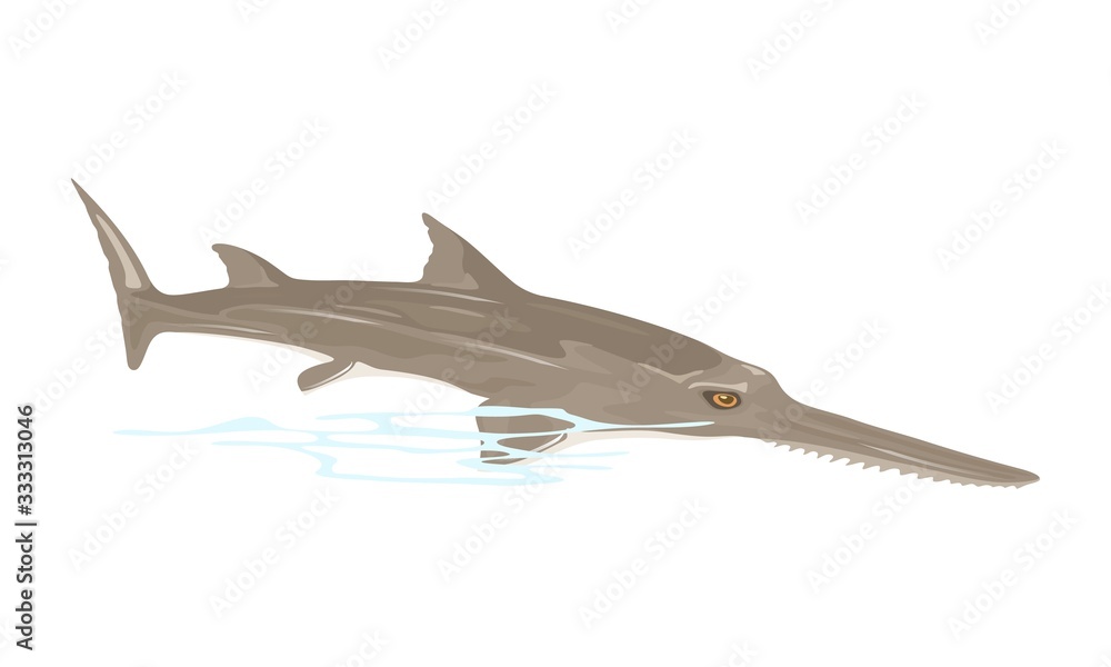 Sawfish or carpenter shark is largest fish with long, narrow, flattened rostrum, or nose extension, lined with sharp transverse teeth, resembling saw. Vector illustration isolated on white. Sawfish or carpenter shark is largest fish with long, narrow, flattened rostrum, or nose extension, lined with sharp transverse teeth, resembling saw. Vector illustration isolated on white.