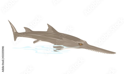 Sawfish or carpenter shark is largest fish with long, narrow, flattened rostrum, or nose extension, lined with sharp transverse teeth, resembling saw. Vector illustration isolated on white.