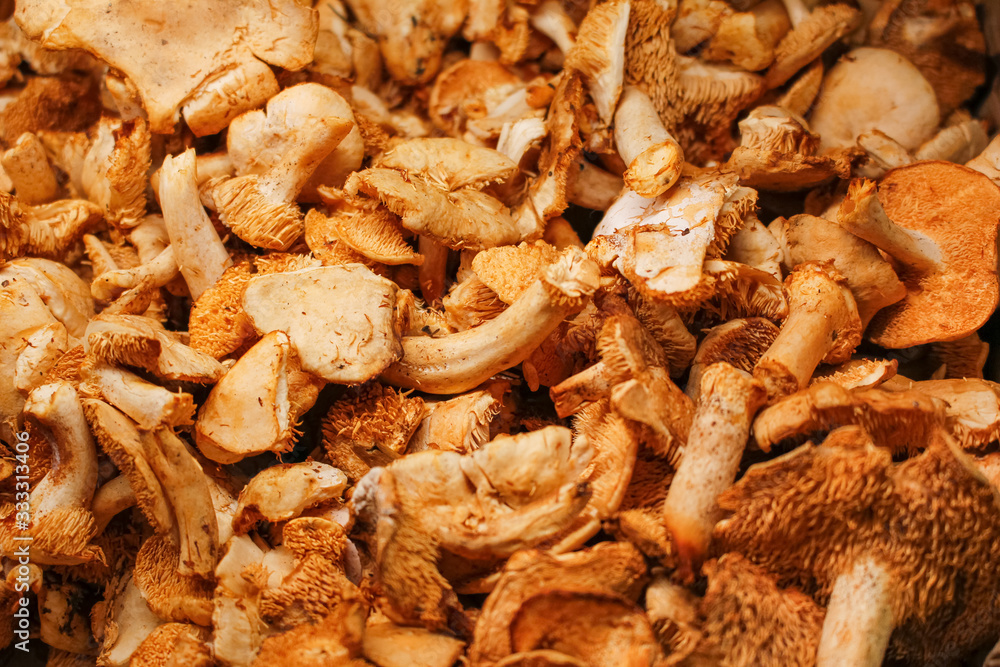 A background of sweet tooth mushrooms, on display at a local grocery store. A background of sweet tooth mushrooms, on display at a local grocery store.