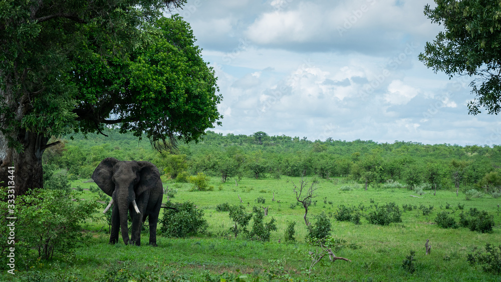 Fototapeta premium Just Africa