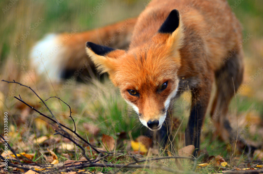 Fototapeta premium Portrait of Red Fox (Vulpes vulpes)
