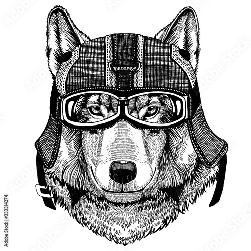 Wild wolf, dog Hipster animal wearing motorycle helmet. Image for kindergarten children clothing, kids. T-shirt, tattoo, emblem, badge, logo, patch