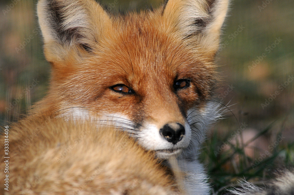 Fototapeta premium Portrait of Red Fox (Vulpes vulpes)