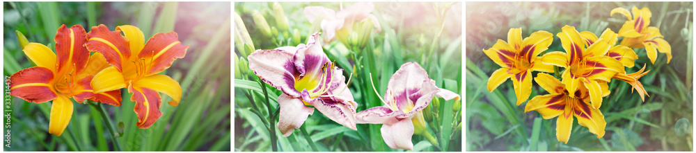 Collection of different flowering daylilies in the garden. Collage of three horizontal photos