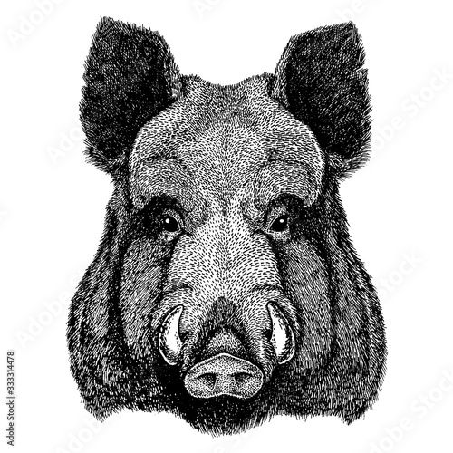 Aper, boar, hog, wild boar. Wild animal for tattoo, nursery poster, children tee, clothing, posters, emblem, badge, logo, patch.