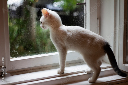 Baby Cat Looking Through A Rainy Window