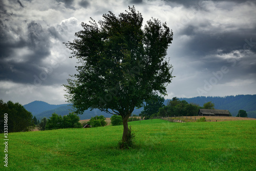 dark stormy sky and one tree on a meadow in carpathian mountains, wind, countryside, spruces on hills, beautiful nature, summer landscape