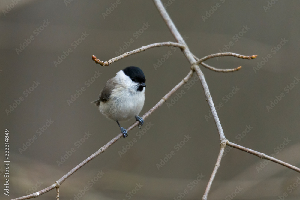 Naklejka premium Coal tit on a branch