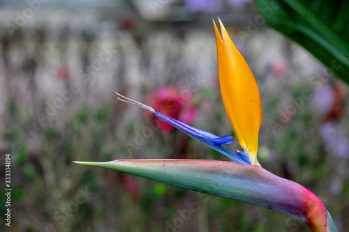 FLOR