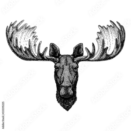 Moose, elk. Wild animal for tattoo, nursery poster, children tee, clothing, posters, emblem, badge, logo, patch