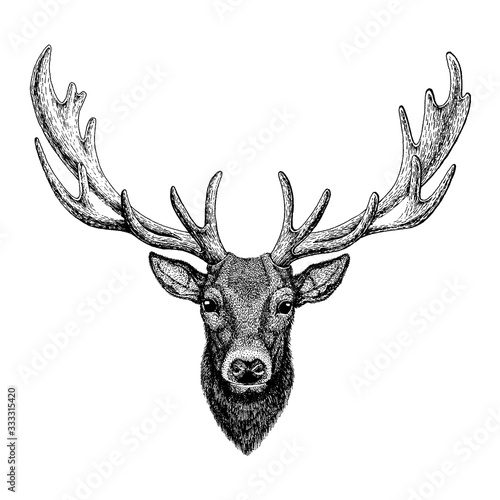 Deer. Wild animal for tattoo, nursery poster, children tee, clothing, posters, emblem, badge, logo, patch