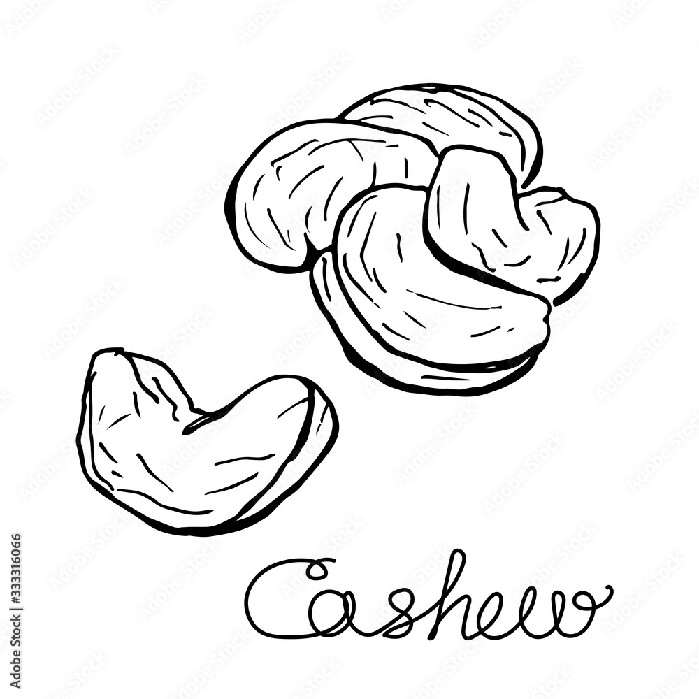 Cashew linear sketch. Hand drawn. Graphic isolated illustration Cashew linear sketch. Hand drawn. Graphic isolated illustration