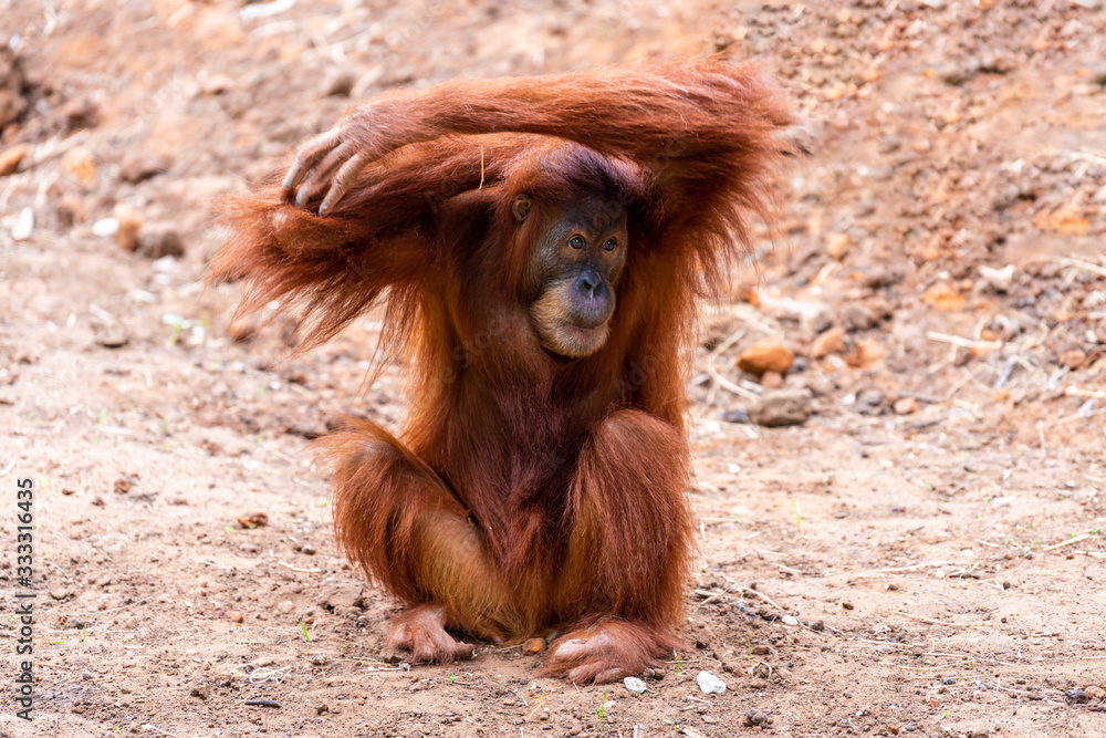 Naklejka premium Orangutan ( Pongo ) on a sunny summer day at the zoo. 