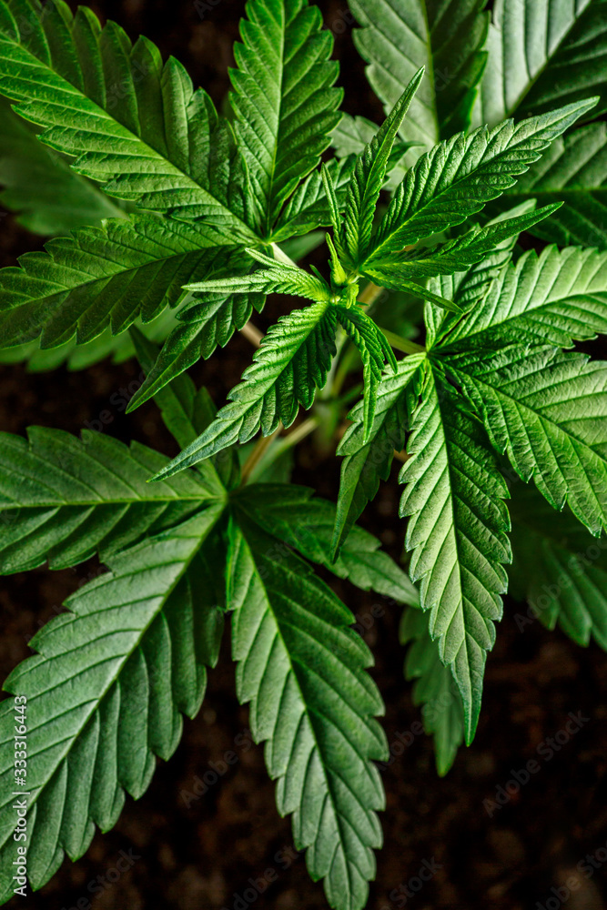 Close-up young hemp. Cannabis is a standoff between a drug and a medicine.growing organic cannabis background herb on the farm Close-up young hemp. Cannabis is a standoff between a drug and a medicine.growing organic cannabis background herb on the farm