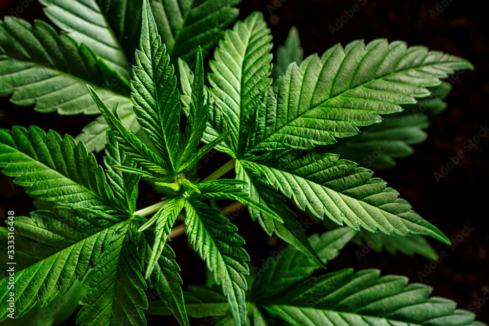 Close-up young hemp. Cannabis is a standoff between a drug and a medicine.growing organic cannabis background herb on the farm Close-up young hemp. Cannabis is a standoff between a drug and a medicine.growing organic cannabis background herb on the farm