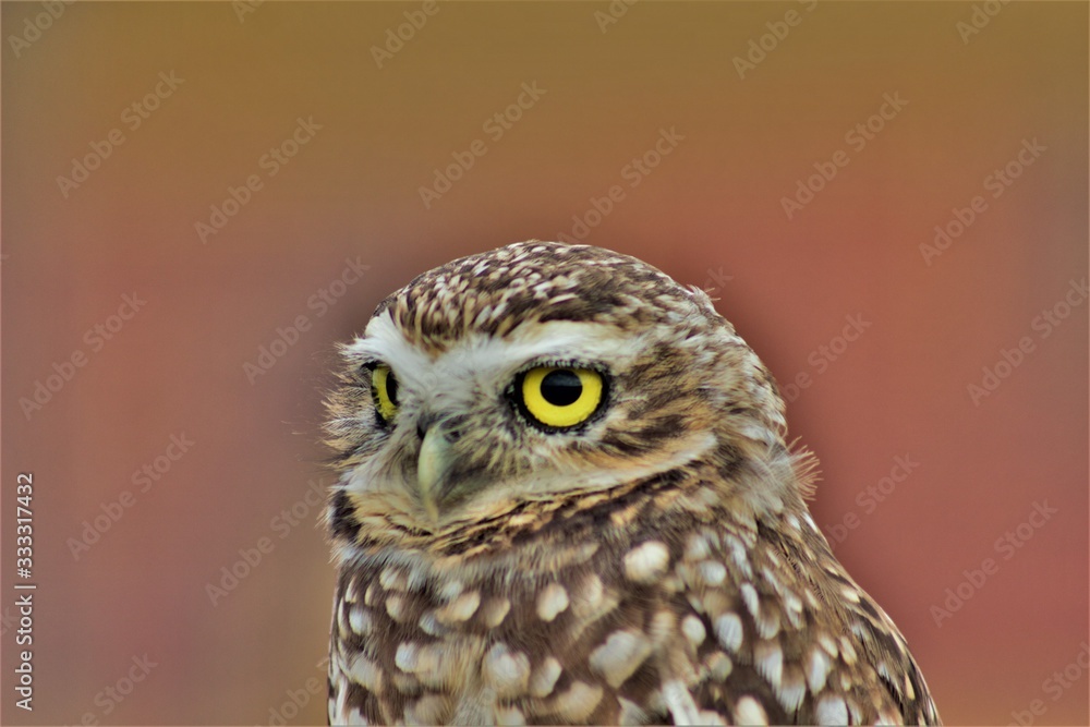 Fototapeta premium Nature and Wildlife