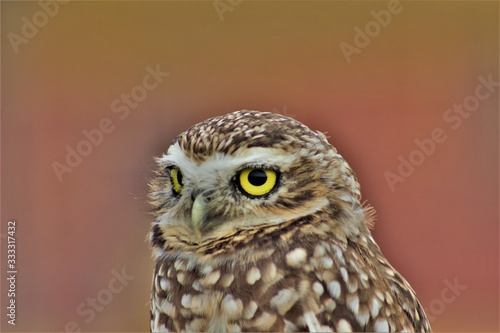 Nature and Wildlife