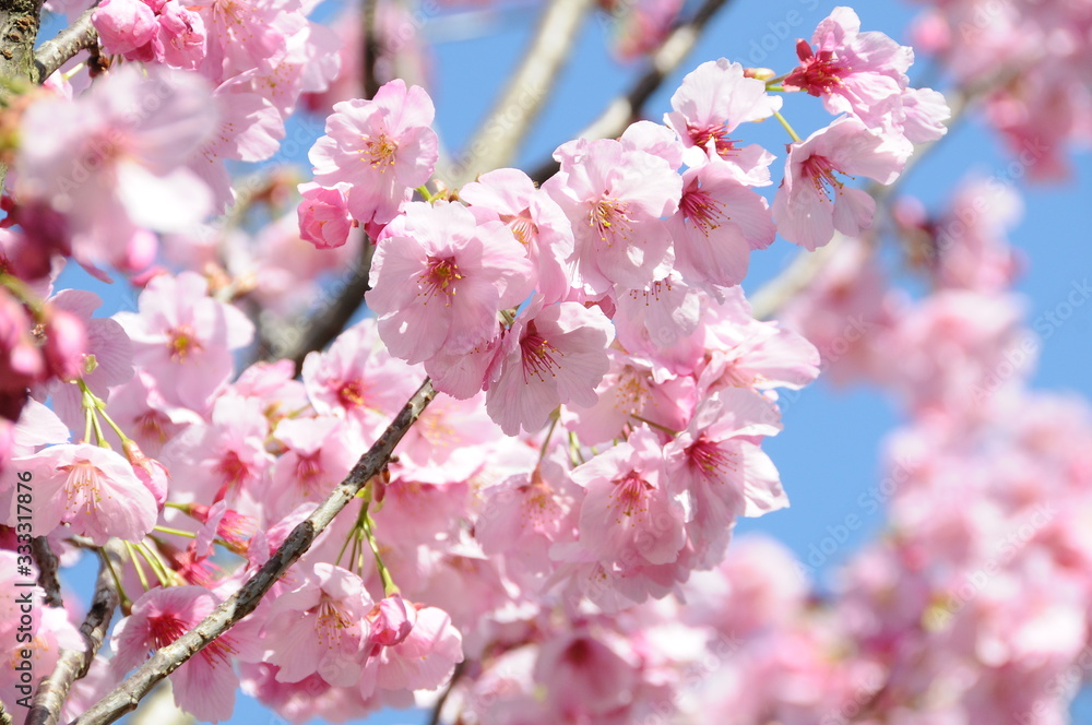 桜　鹿児島県出水市