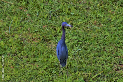 Nature and Wildlife