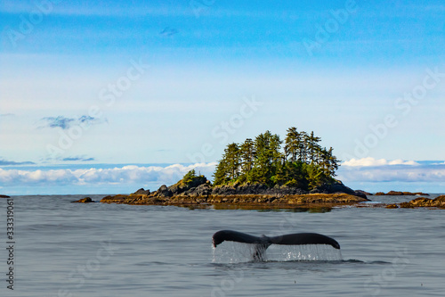 Whale Tail photo