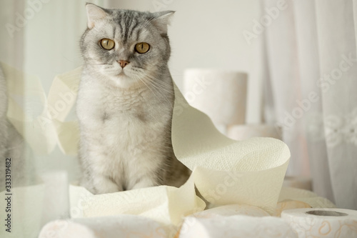  lonely somber gray striped young cat sits on windowsill with rolls of toilet paper. concept stay home, the effect of coronovirus on animals, quarantined entertainment, where did the toilet paper go. photo