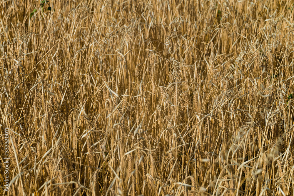 Ripe rye ears on a field. Agricultural background with limited depth of field. Ripe rye ears on a field. Agricultural background with limited depth of field.